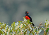 Mountain-Tanagers