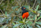 Scarlet-bellied Mountain-Tanager