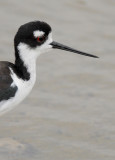 Black-necked Stilt