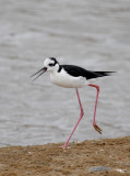 Black-necked Stilt