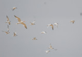 Common Tern