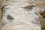 Spotted Sandpiper