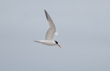 Elegant Tern