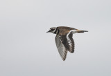 Killdeer