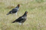 Carunculated Caracara