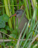 Ecuadorian Rail