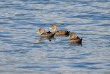 Yellow-billed Pintail