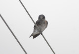 Purple Martin