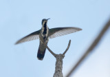 Black-throated Mango
