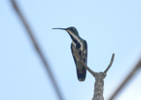 Black-throated Mango