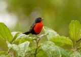 Red-breasted Blackbird