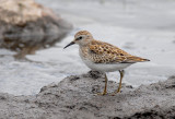 Least Sandpiper