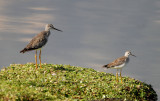 Greater and Lesser Yellowlegs