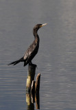 Neotropic Cormorant