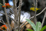 Yellow Warbler