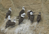 Peruvian Booby