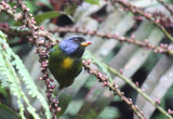 Moss-backed Tanager