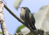 Purple-backed Thornbill
