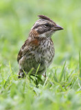 Rufous-collared-Sparrow2.jpg
