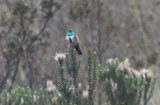 Green-headed Hillstar