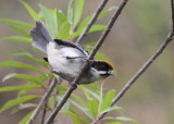 Bay-crowned Brush-Finch