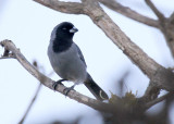 Black-faced Tanager