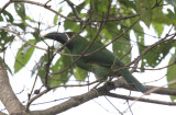 Andean Toucanet