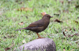 Glossy-black Thrush