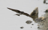 Gray-breasted Martin