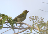 Tooth-billed Tanager