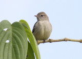 Lesser Elaenia