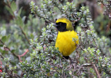 Masked Mountain-Tanager