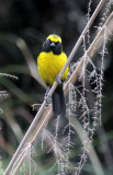 Masked Mountain-Tanager
