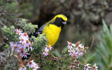 Masked Mountain-Tanager