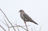 West Peruvian Dove