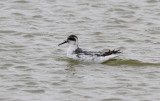 Red-necked Phalarope