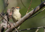 Rufous-fronted Thornbird