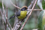 Rufous-naped Brush-Finch