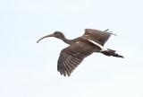 White Ibis