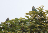 White-capped Parrot