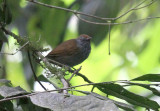 White-streaked Antvireo