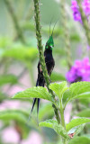 Wire-crested Thorntail