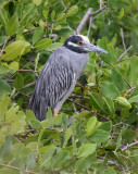 Yellow-crowned Night-Heron