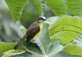 Gray-capped Flycatcher