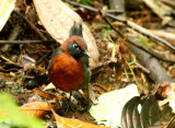 Rufous-breasted Antthrush