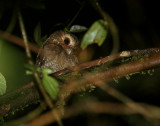 Long-whiskered Owlet