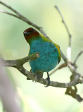 Bay-headed Tanager