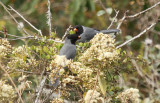 Black-cowled Saltator
