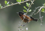 Black-throated Flowerpiercer