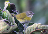 Common Bush-Tanager